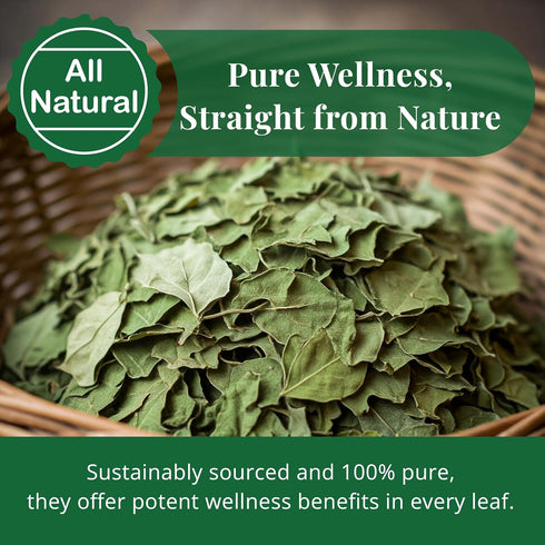Leaves-2.6oz, Moringa Dried From Fresh Green Moringa Oleifera Leaves, Hojas De MoringaSecas, Loose Leaf Tea, Drumstick