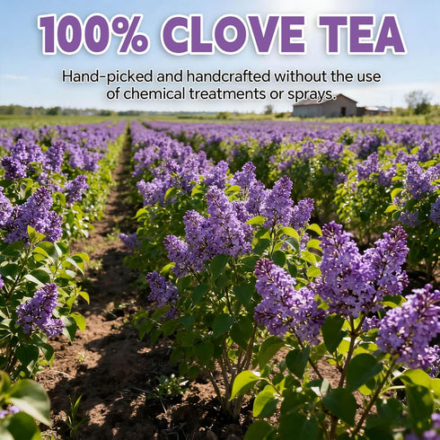 Tenyxarae Bags120 (2g/Bag), 100% Clove Tea Teabags Made from Natural Clove Flower Buds | Supports Digestion