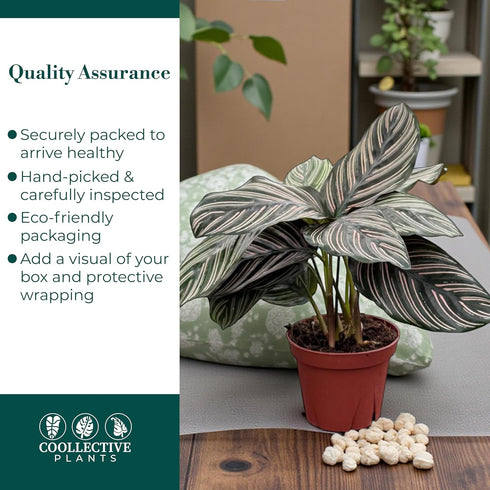 4" Calathea Ornata Live Plant in Pot Prayer Plant Indoor Houseplant, Pet Friendly, Easy Care, Low Maintenance Tropical