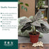4" Calathea Ornata Live Plant in Pot Prayer Plant Indoor Houseplant, Pet Friendly, Easy Care, Low Maintenance Tropical