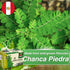 Hanan Chanca Piedra Tea, 50 Teabags of Wild-Grown Stone Breaker Tea Leaves from Peru