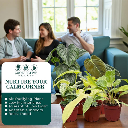 (4 Pack) 4 CoollectivePlants Philodendron Collection Live Indoor Plants in Grower Pots, Easy Care Tropical Houseplants
