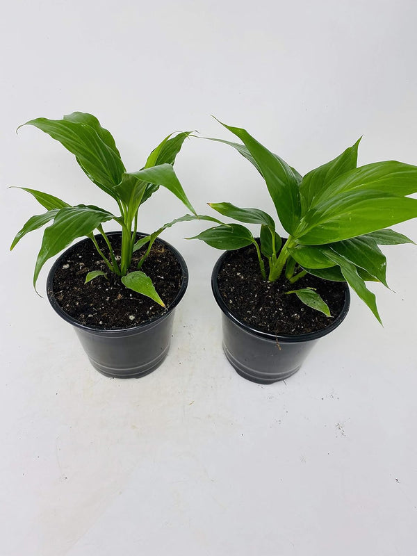 Jm Bamboo Two Peace Lily Plant - Spathyphyllium - 4.5" Unique Design Pot from