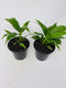 Jm Bamboo Two Peace Lily Plant - Spathyphyllium - 4.5" Unique Design Pot from
