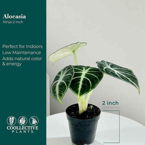 2 4 Inch (2-inch Alocasia Ninja | Live Plant in a or Growers Pot, Live Indoor, Easy to Grow, Easy to Care, and Low