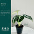 2 4 Inch (2-inch Alocasia Ninja | Live Plant in a or Growers Pot, Live Indoor, Easy to Grow, Easy to Care, and Low