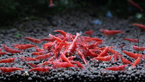(10 Pack)) Live Freshwater Aquarium Shrimp Neocaridina (Red Cherry