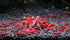 (10 Pack)) Live Freshwater Aquarium Shrimp Neocaridina (Red Cherry