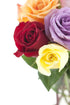 Dozen) KaBloom PRIME NEXT DAY DELIVERY - Rainbow Roses (Half - With Vase .Gift for Birthday, Sympathy, Anniversary, Get