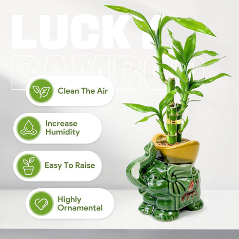 3-Stalk Set 6'' 6'' 8'' Lucky Bamboo with Pebbles in Elephant Gold Ingot Pot Live Plant for Wealth and Prosperity