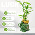 3-Stalk Set 6'' 6'' 8'' Lucky Bamboo with Pebbles in Elephant Gold Ingot Pot Live Plant for Wealth and Prosperity