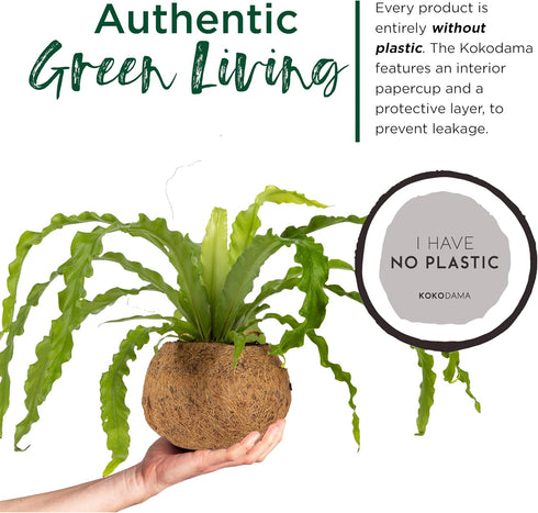 17 Better-GRO Hanging Kokodama with Birds Nest Fern - Biodegradable, Natural Planter for Indoor/Outdoor Spaces