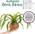 17 Better-GRO Hanging Kokodama with Birds Nest Fern - Biodegradable, Natural Planter for Indoor/Outdoor Spaces