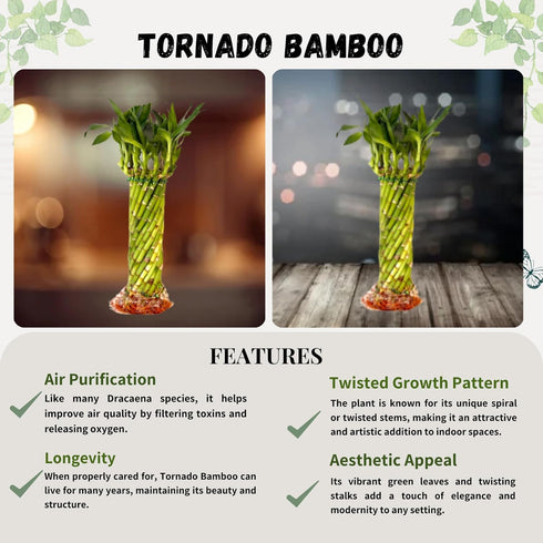 15 Pack) Live Two Tier Lucky Bamboo Plant - Bundle of Stalks - Easy to Grow, Air Purifying, Live Indoor Houseplants