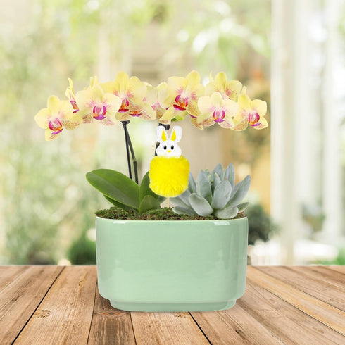 4" Green Circle Growers Yellow Orchid with Succulent in a Jan-Sage Green Pot with Bunny Pick, Live Indoor Plants, House