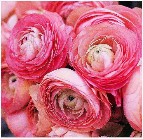 12 French Peony Mixed Ranunculus - Largest Size Corms
