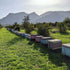 8.5oz (Pack 1) Village Batch Raw Organic Oak Honey Jar of from Foloi Oak Forest, Dark Amber, Rich Caramel and Toffee