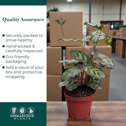 4" Calathea Makayona Live Plant in Pot Prayer Plant Indoor Houseplant, Pet Friendly, Easy Care, Low Maintenance