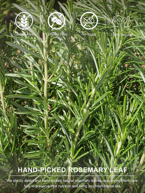 100 Count, TeeLux Rosemary Tea Bags Natural Premium Rosemary Leaves Tea, Smooth & Aromatic, Caffeine Free
