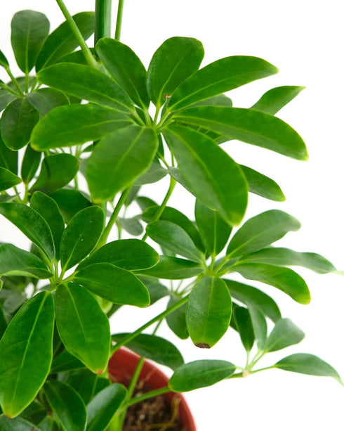 6 Inch Shop Succulents Heptapleurum Arboricola, Live Indoor Plant, Low Maintenance Dwarf Umbrella Tree, Ideal for Home