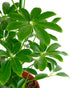 6 Inch Shop Succulents Heptapleurum Arboricola, Live Indoor Plant, Low Maintenance Dwarf Umbrella Tree, Ideal for Home