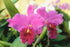 Discount Hawaiian Gifts 1 4 6 Inches 2.5 Inch Hawaiian Pink Cattleya Orchid Starter Plants PK - Tall, Rooted in No