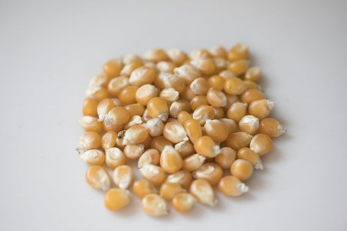 Country 14 oz (14 oz Amish Popcorn | Bottle | Mushroom Popcorn Kernels | Old Fashioned, Non-GMO and Gluten Free Bottle)