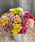 20 Stems Fresh Cut Random Mixed Color Daisy Flowers Long Blooming Period Hydroponic Flower Arrangement Suitable
