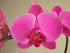 Athena's Garden 5" Purple Phalaenopsis Orchids in Premium Container - Size