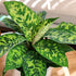 6" Homalomena Wallisii Camouflage, Live Houseplant Decor in White Pot, Easy Gift, Variegated Houseplants, Desk & Office