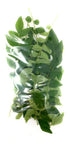 Rani Fresh Curry Leaves 1oz (28g) ~ All Natural | Vegan |