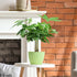 4" Live Plants Money Tree in Green Plastic Pot, Easy to Grow Houseplant, Indoor Bonsai, Home Office Decor, Birthday