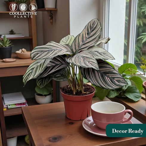 4" Calathea Ornata Live Plant in Pot Prayer Plant Indoor Houseplant, Pet Friendly, Easy Care, Low Maintenance Tropical