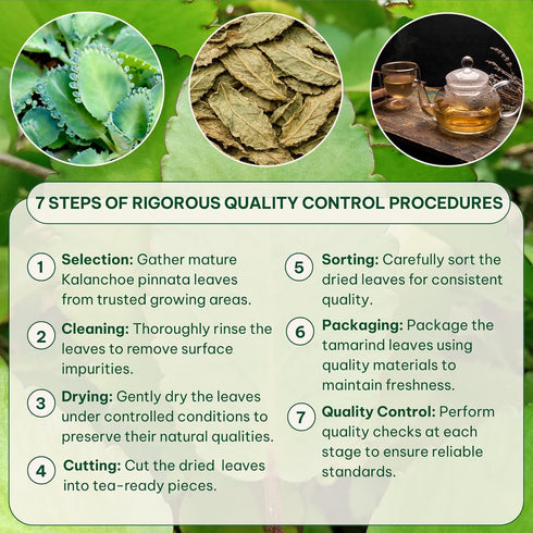 50 BOTAMONY Tea Bags Kalanchoe Pinnata Tea, Leaf of Life Plant Leaves in Filter Bags, Single-Ingredient Dried Plant