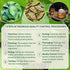 50 BOTAMONY Tea Bags Kalanchoe Pinnata Tea, Leaf of Life Plant Leaves in Filter Bags, Single-Ingredient Dried Plant