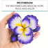 1 Count Global Sugar Art Dutch Iris Sugar Cake Flowers, Purple with Yellow Center by Chef Alan Tetreault