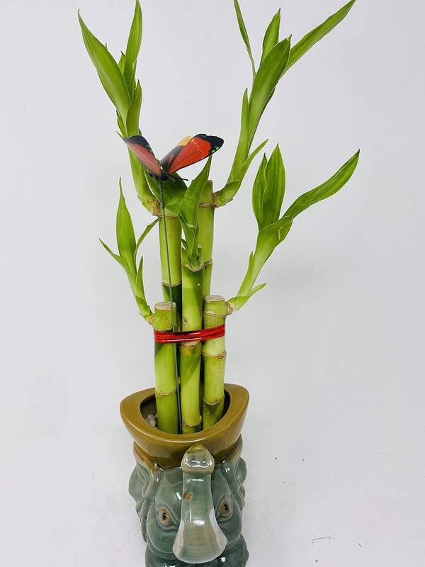 JM BAMBOO Five Styles Lucky Bamboo in a Ceramic Elephant Vase 5"