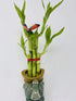 JM BAMBOO Five Styles Lucky Bamboo in a Ceramic Elephant Vase 5"