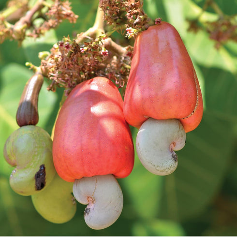 (2 32 Wilderness Poets, Organic Cashew Pieces - Raw, Unsalted Pound - Ounce)