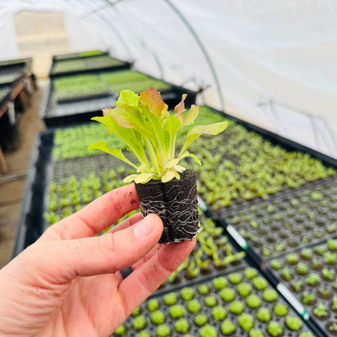 (6 Lettuce Mix Seedlings: Ready-to-Plant, Starts, Starters, Plugs, Garden Ready, Live Plants, Transplants