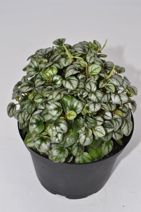 6 Inch 3-Pack Live Peperomia Growers Choice in Nursery Grower Pot | Easy-Care Indoor Houseplant for Home and Office
