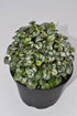 6 Inch 3-Pack Live Peperomia Growers Choice in Nursery Grower Pot | Easy-Care Indoor Houseplant for Home and Office