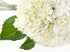 5 KaBloom Flowers - Mother's Day Collection - Bouquet of Fresh White Hydrangeas Without Vase - Gift for Birthday
