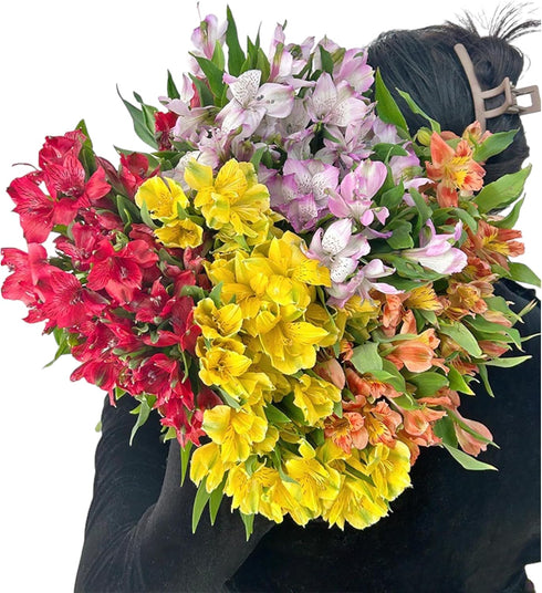 30 stem random mix Rainbow Alstroemeria Fresh Cut Flowers Gift for Home