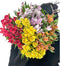 30 stem random mix Rainbow Alstroemeria Fresh Cut Flowers Gift for Home