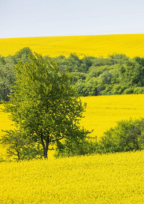 Kleeschulte 2x MORITZ Canola Oil - ORGANIC - cold pressed, NON GMO - all natural extra virgin