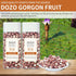 DOZO 22.5oz/640g Gorgon Fruit Dried Fox Nuts Gorgon Euryale Natural Gordon Euryale Seed Qian Shi Removing Dampness