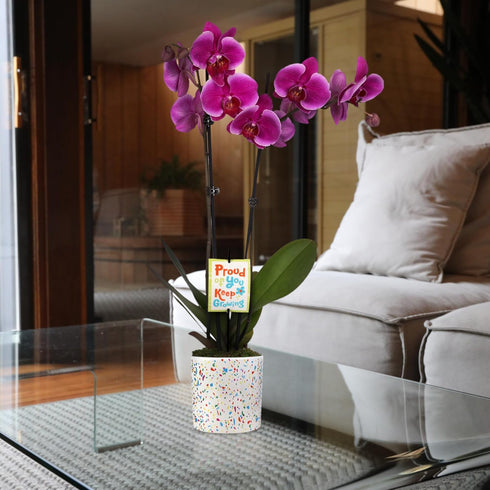 5" Green Circle Growers Magenta Orchid in Terrazzo Pink Planter, Live Plant Proud of You