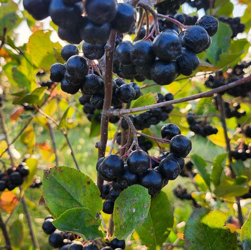 Berry Adventurous (30 Oz) 100% Packed Natural Aronia Berry Juice Fl Proudly USA Grown, Full Strength, Cold Pressed
