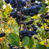 Berry Adventurous (30 Oz) 100% Packed Natural Aronia Berry Juice Fl Proudly USA Grown, Full Strength, Cold Pressed